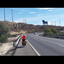 Einer der zahlreichen Osborne-Stiere